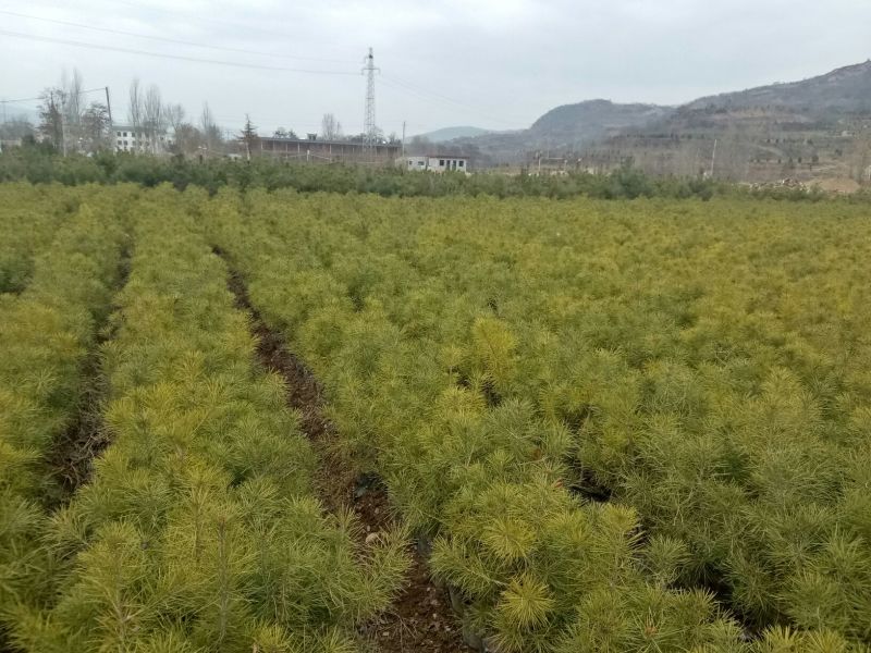 美奇特白皮松量大供应需要的联系我