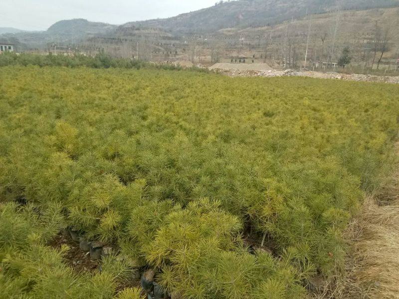 美奇特白皮松量大供应需要的联系我
