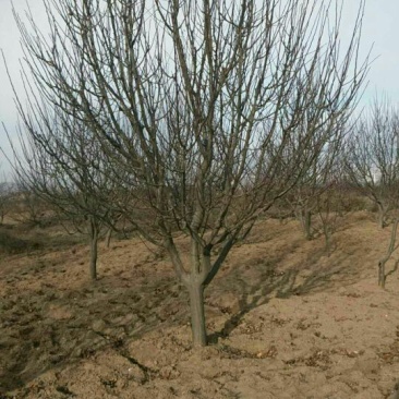 八棱海棠8~10cm6~8cm8~10cm