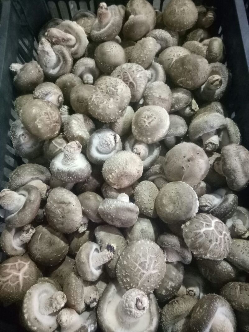 鲜香菇鲜货4~4.5cm不开伞1%