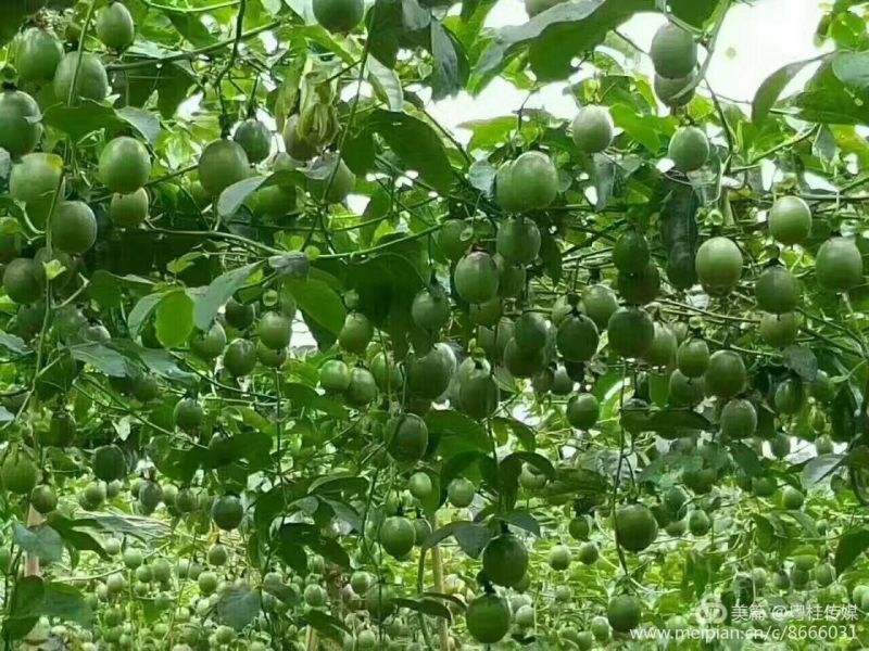 芭乐味黄金果百香果苗