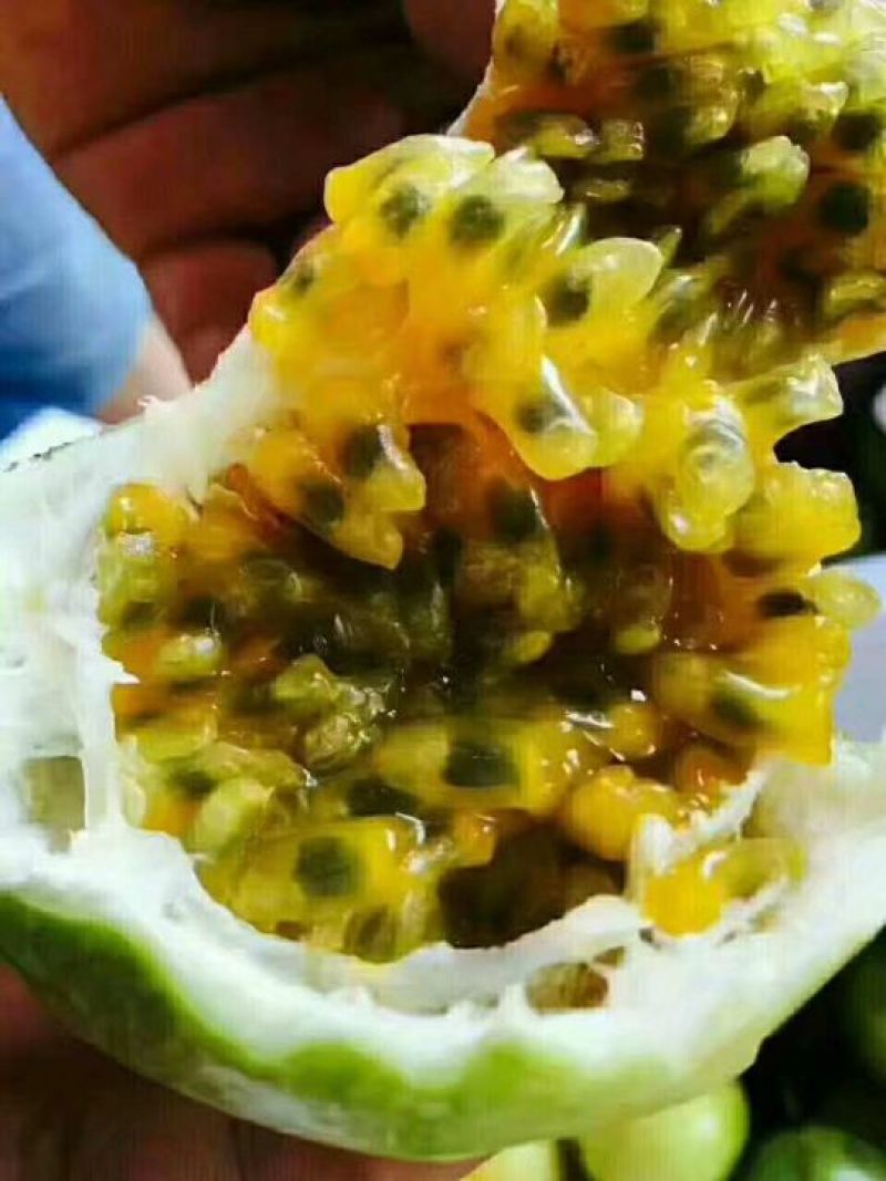 芭乐味黄金果百香果苗
