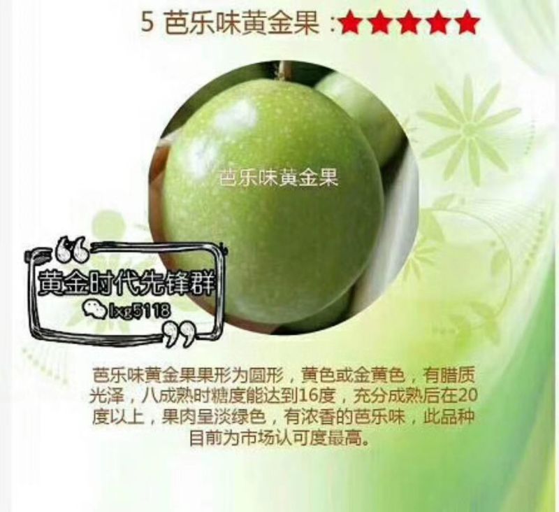 芭乐味黄金果百香果苗
