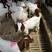 波尔山羊种羊羊价格免费送货货到付款《诚信单位》