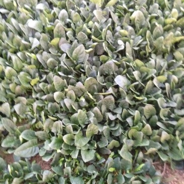 大叶菠菜20~25厘米