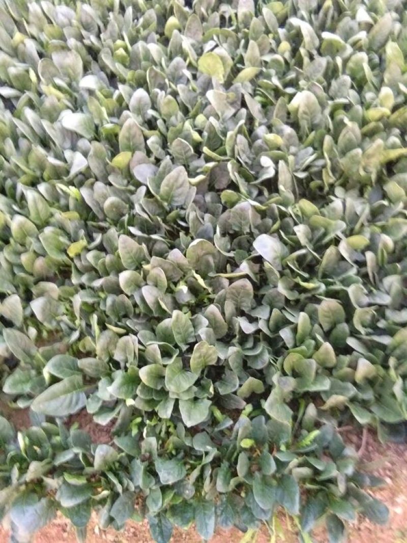 大叶菠菜20~25厘米