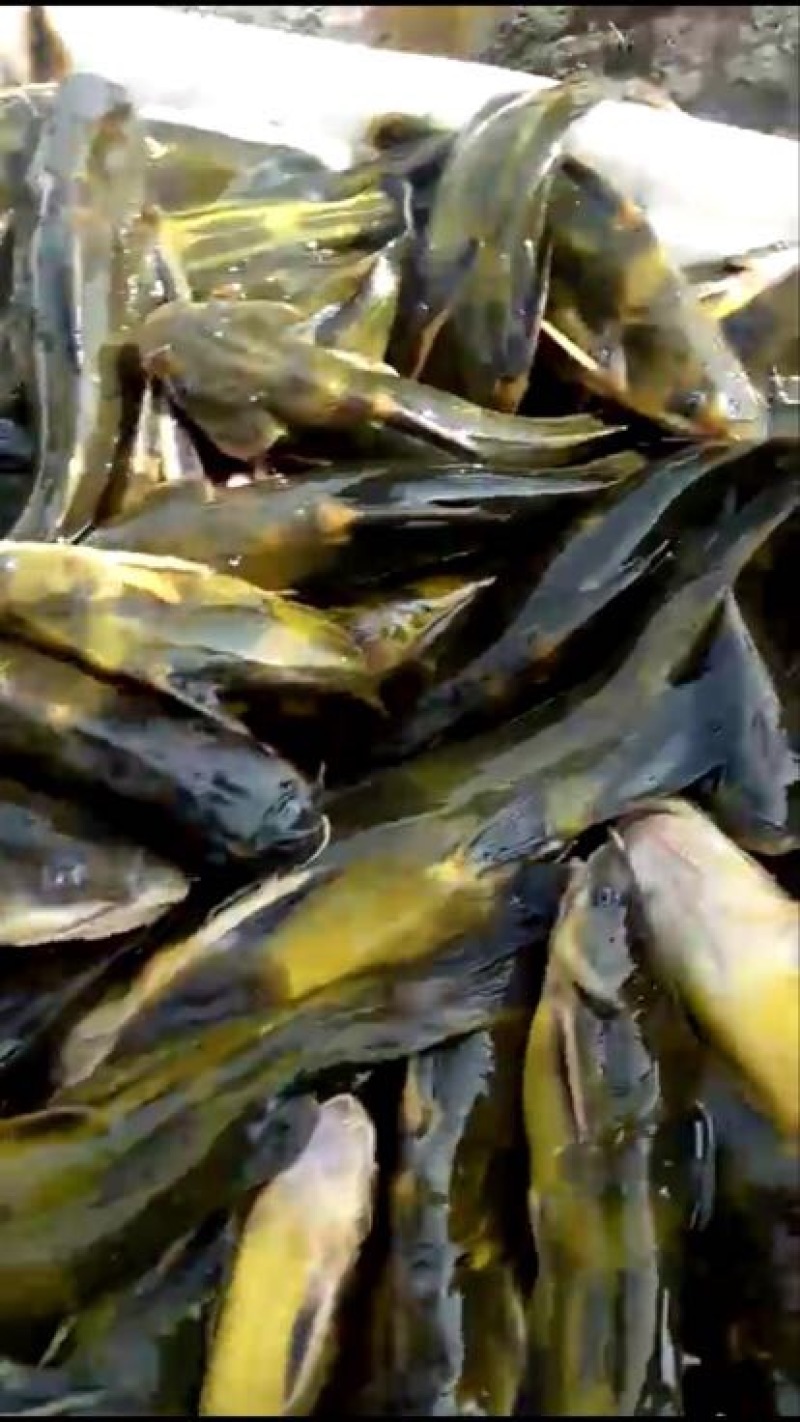黄颡人工养殖3~5两