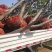 枣树2cm以下4cm以下