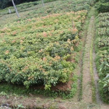 桂味荔枝苗，仙进奉荔枝苗，糯米糍荔枝苗妃子笑，圈枝等