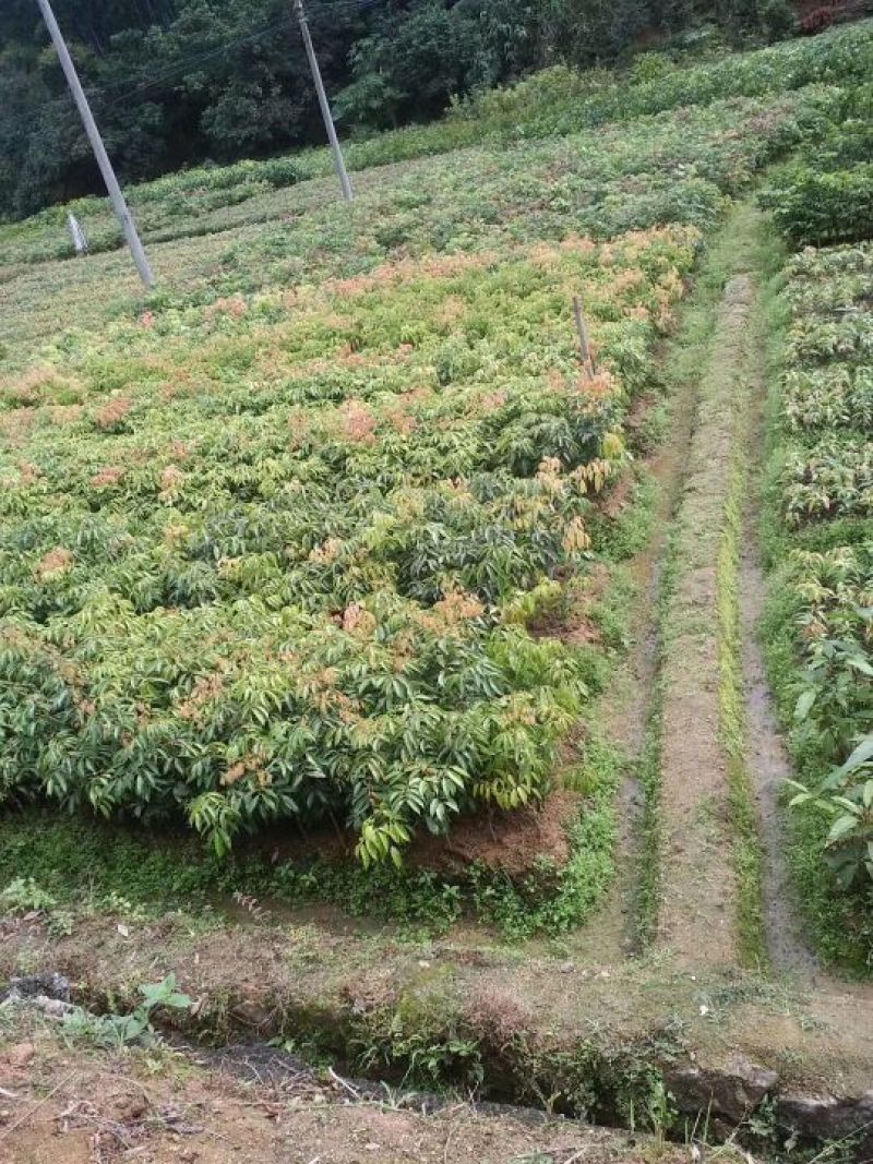 桂味荔枝苗，仙进奉荔枝苗，糯米糍荔枝苗妃子笑，圈枝等