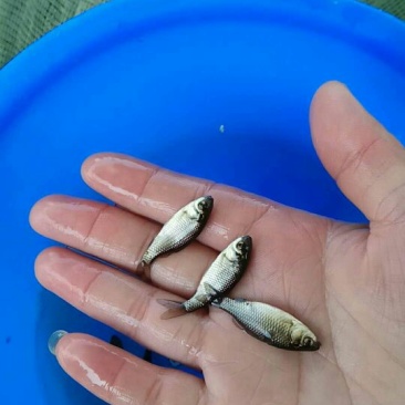 鲫鱼苗工程鲫中科三号