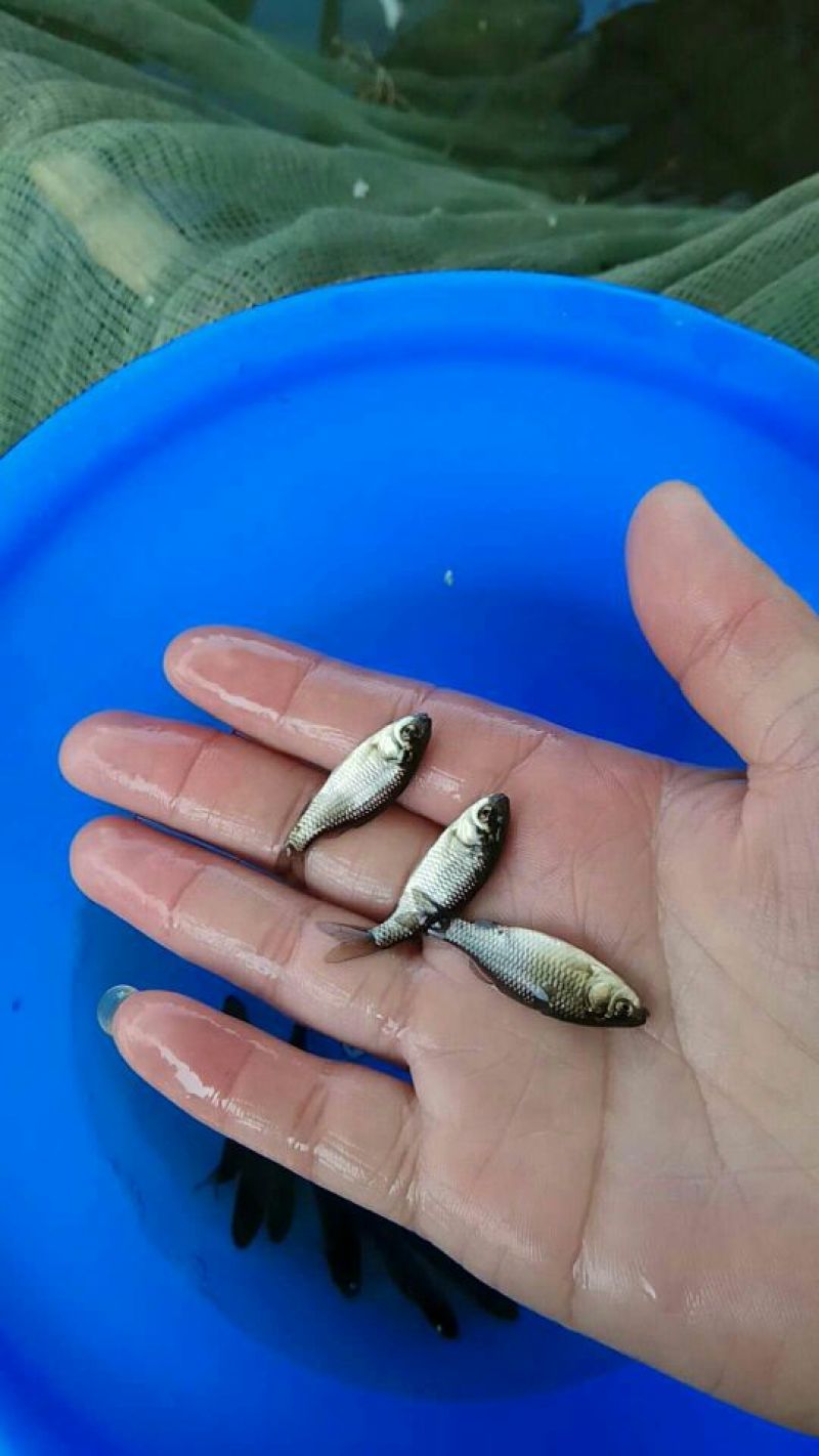 鲫鱼苗工程鲫中科三号