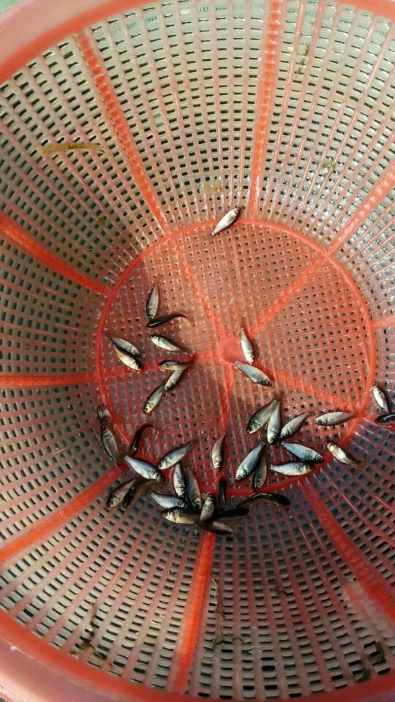 鲫鱼苗工程鲫中科三号