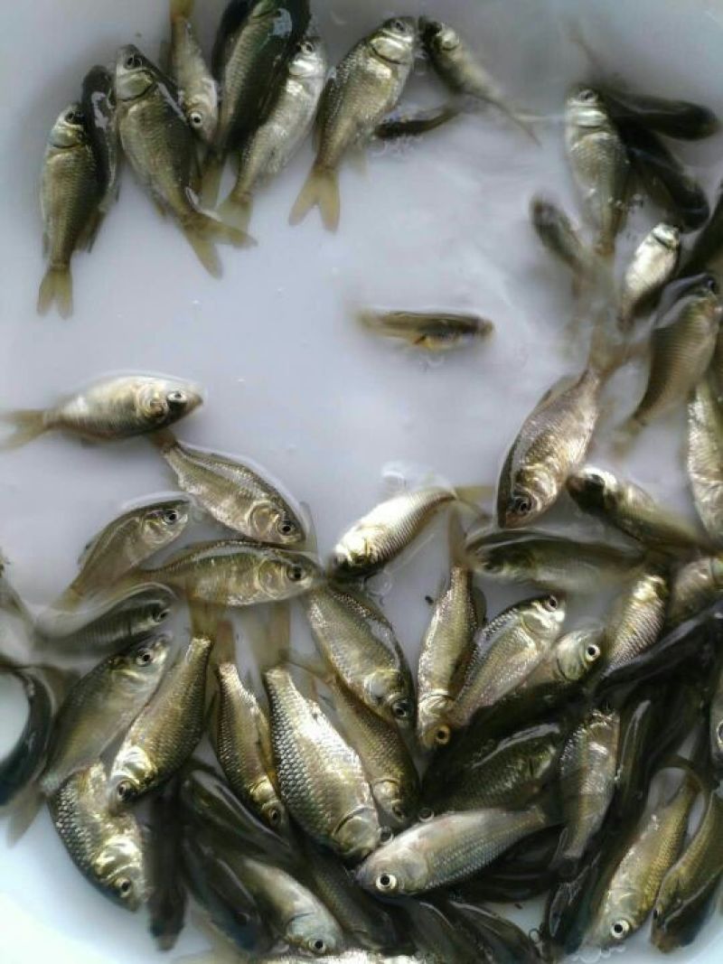 鲫鱼苗工程鲫中科三号