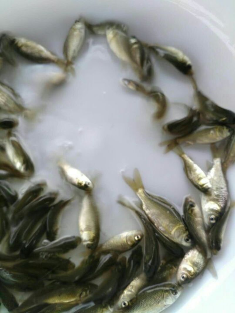 鲫鱼苗工程鲫中科三号