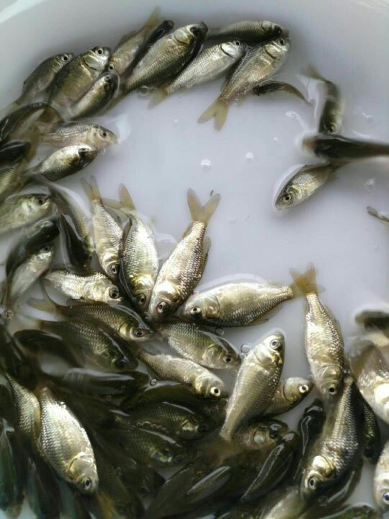 鲫鱼苗工程鲫中科三号