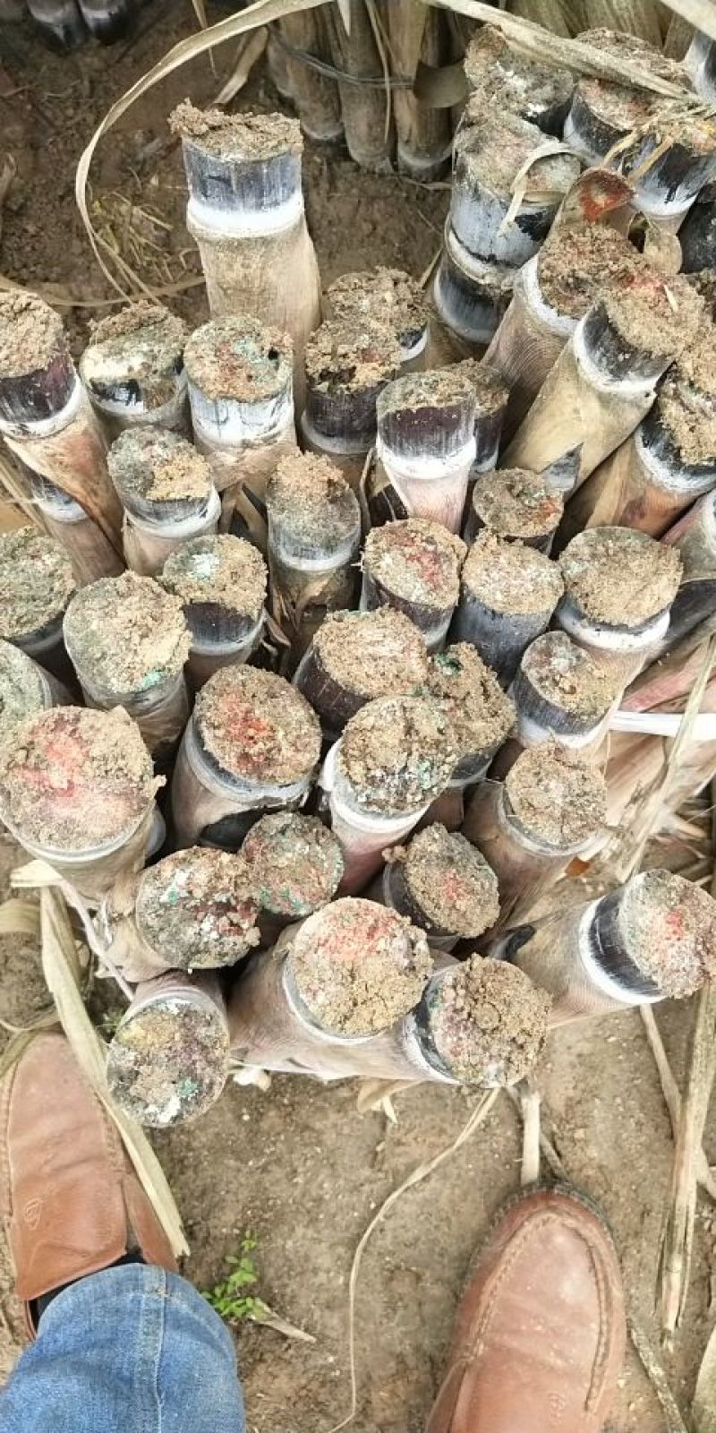 优质黑皮甘蔗种子，大灰种，脱毒种，代发全国，诚信经营。