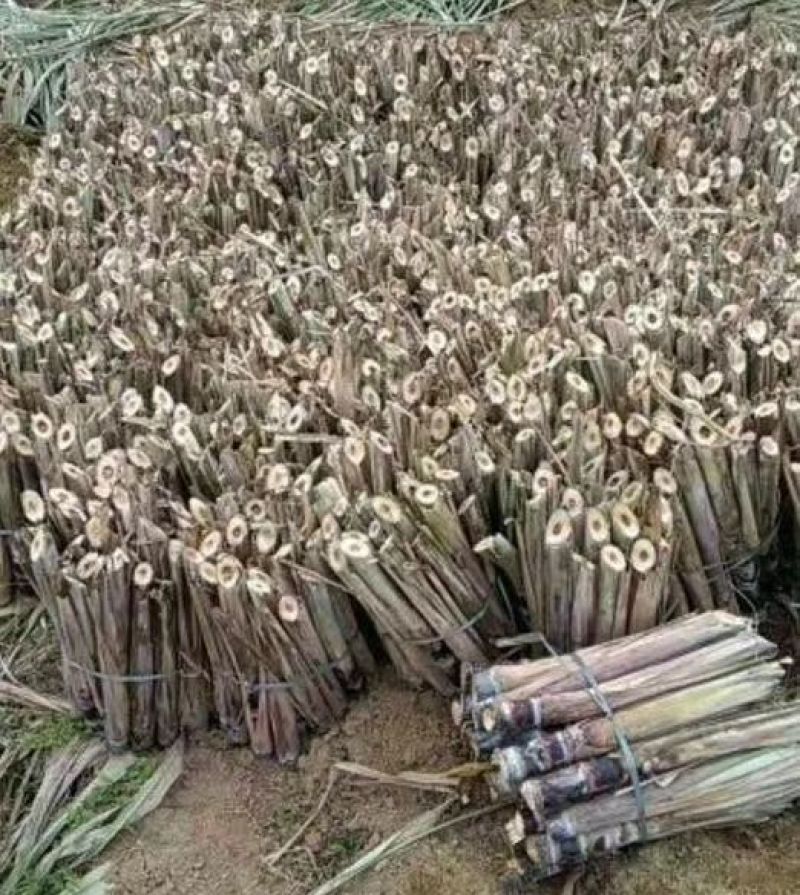 优质黑皮甘蔗种子，大灰种，脱毒种，代发全国，诚信经营。