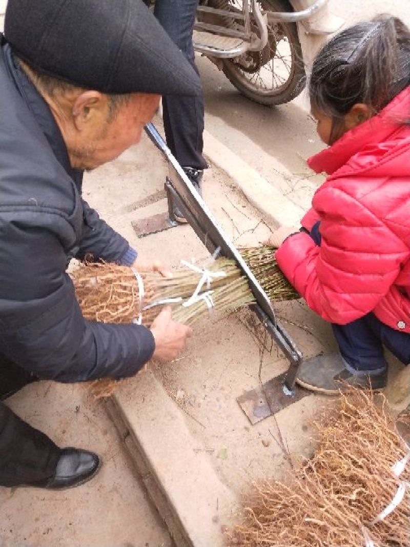 毛桃树苗40~50cm