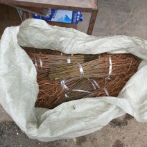 毛桃树苗40~50cm