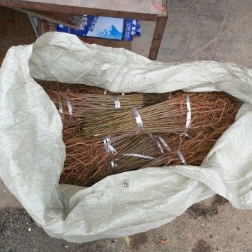 毛桃树苗40~50cm