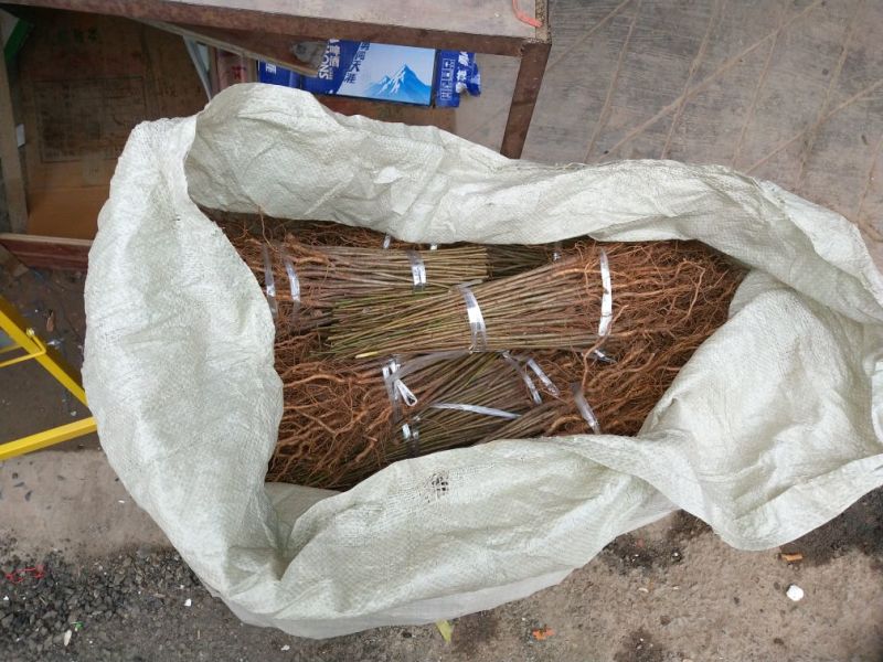 毛桃树苗40~50cm