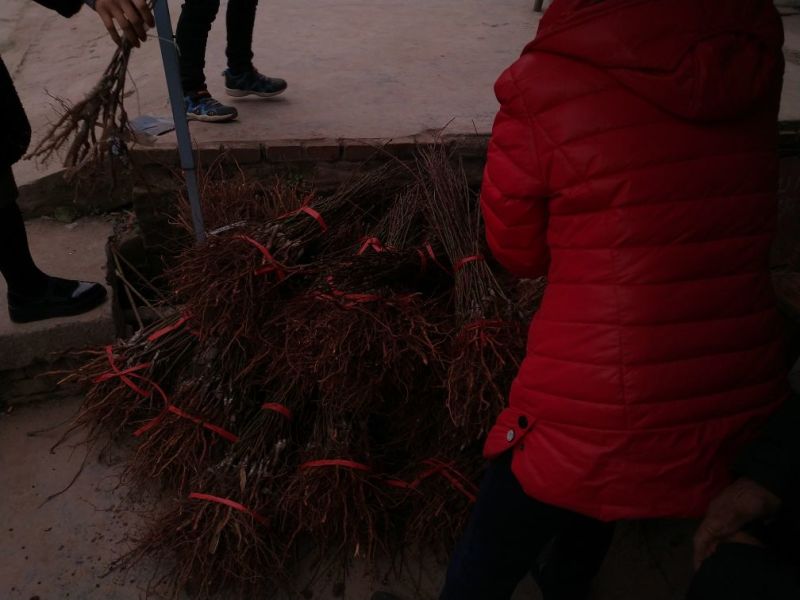 毛桃树苗40~50cm
