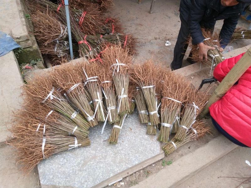 毛桃树苗40~50cm