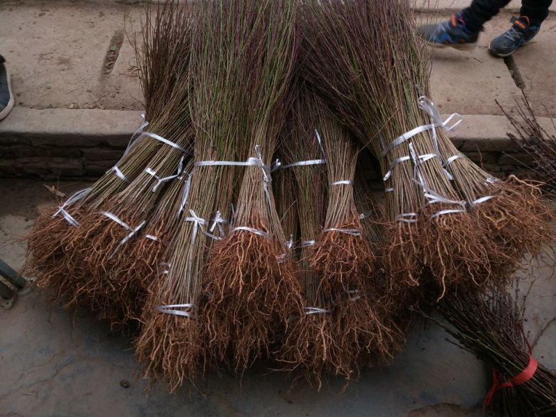 毛桃树苗40~50cm