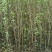 毛桃树苗40~50cm