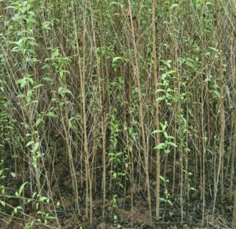 毛桃树苗40~50cm