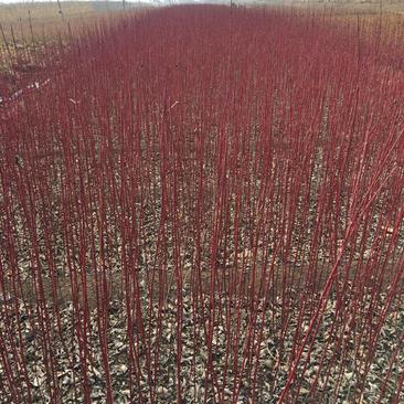 红瑞木50-80高，1-3分之。基地直销南北方种植