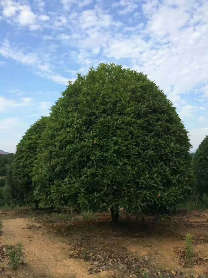 八月桂1~2米2~4cm0.5~1米