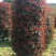八月桂1~2米2~4cm0.5~1米