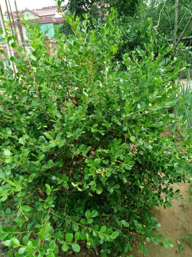 八月桂1~2米2~4cm0.5~1米