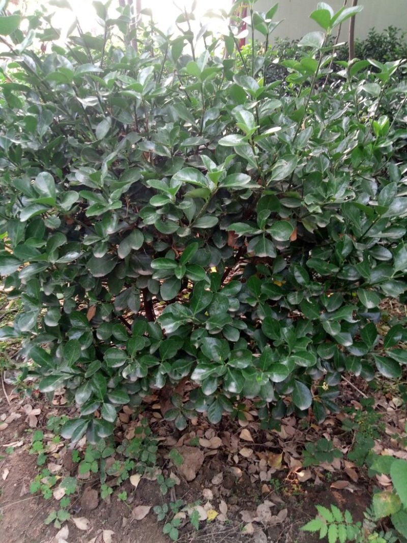 八月桂1~2米2~4cm0.5~1米