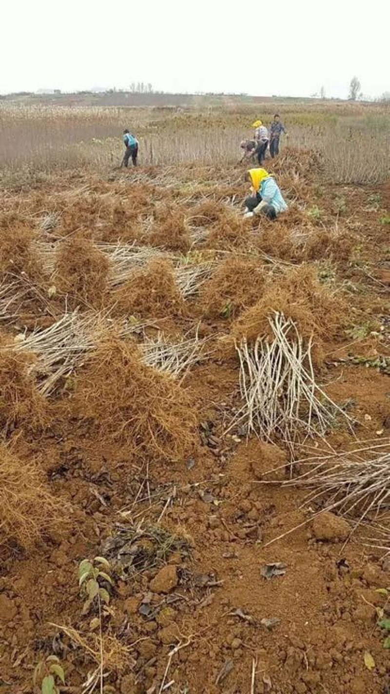 樱桃树免费提供技术指导