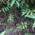 花椒树，有九叶青椒和红花椒