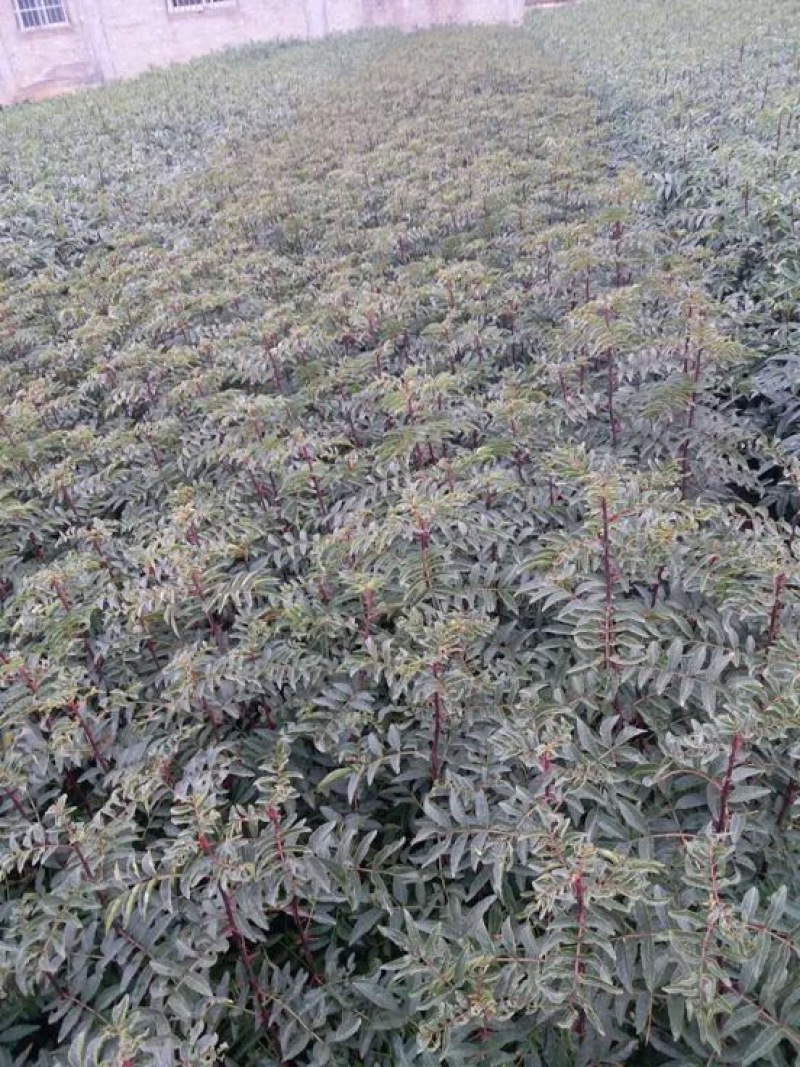 花椒树，有九叶青椒和红花椒