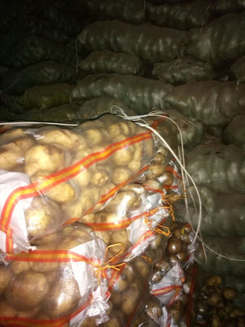 荷兰806原种一三，两荷兰种子