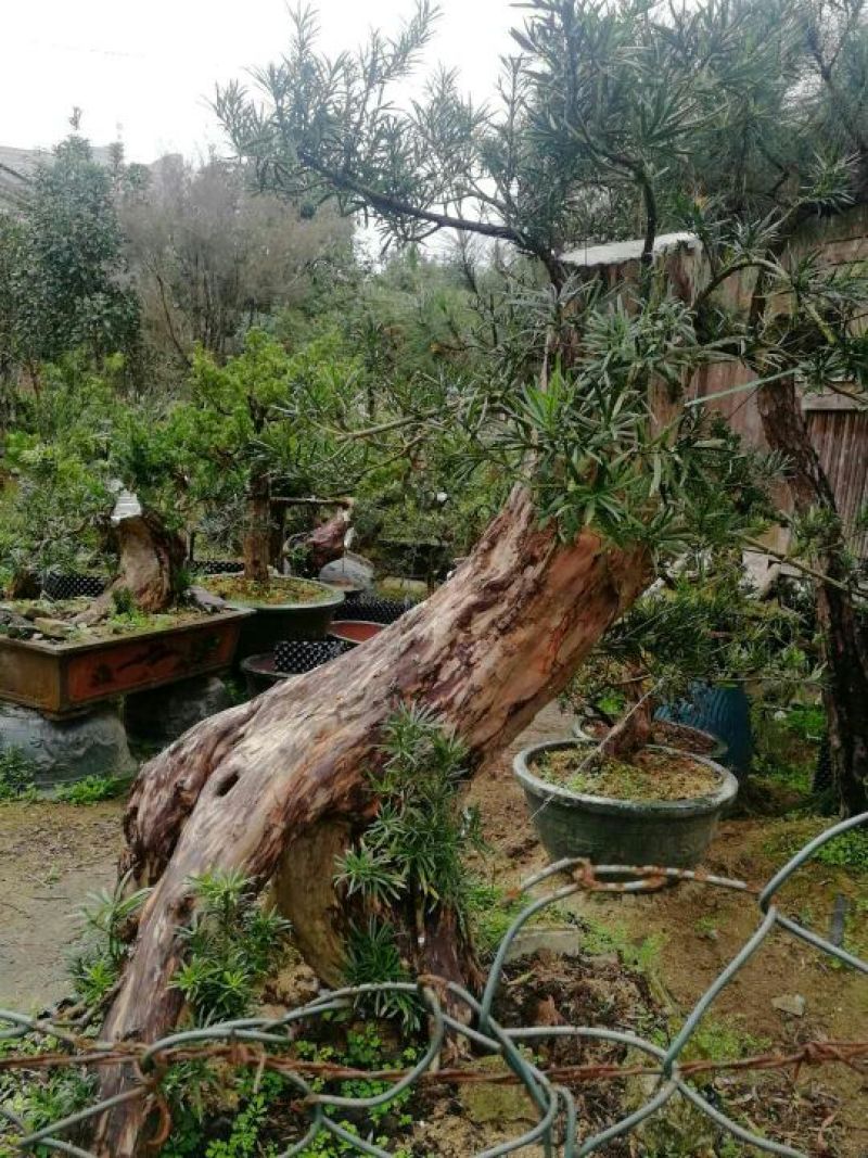 罗汉松盆景带盆栽好