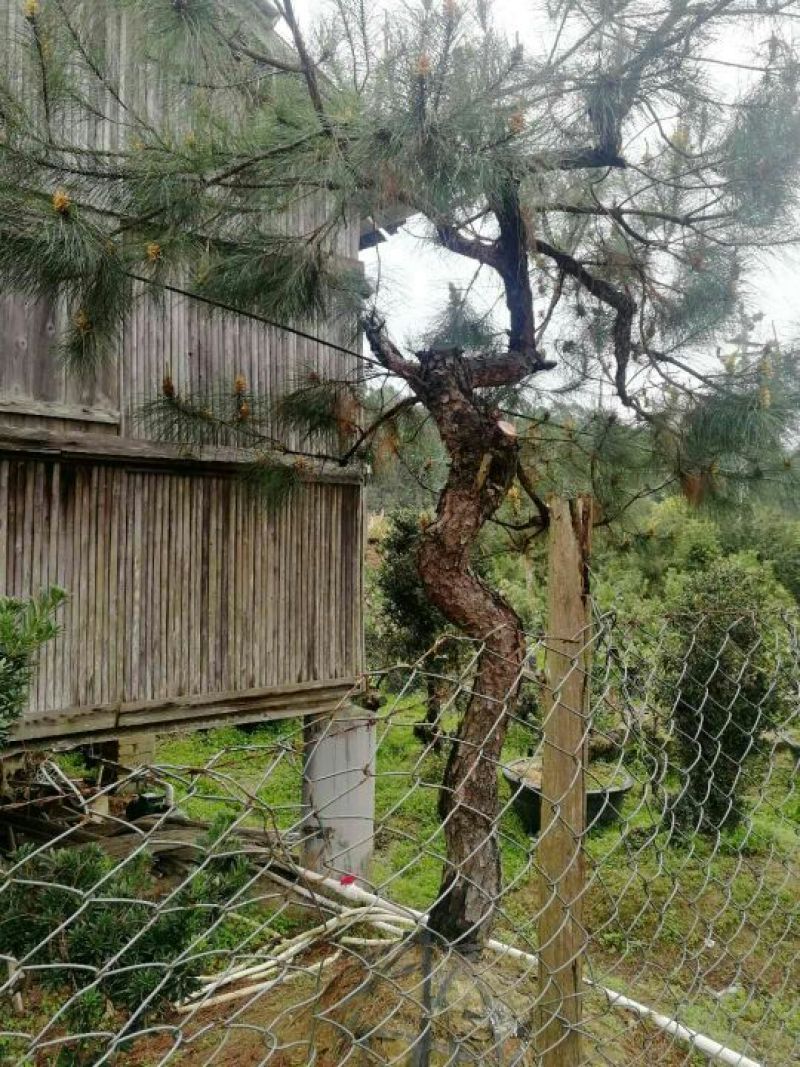 罗汉松盆景带盆栽好