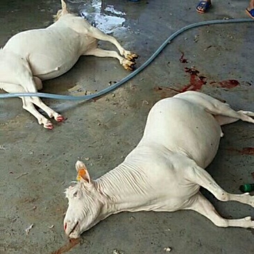 羊肉山羊肉否带骨