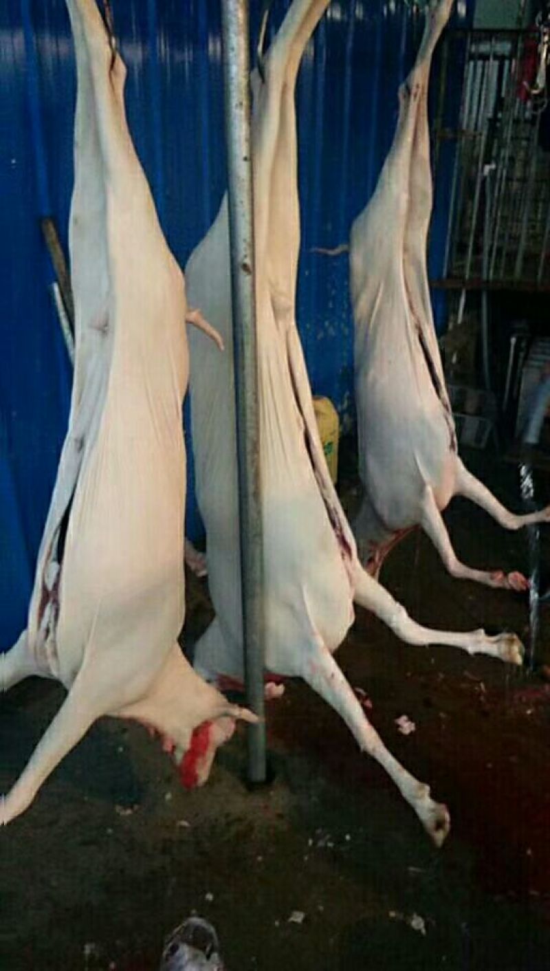 羊肉山羊肉否带骨