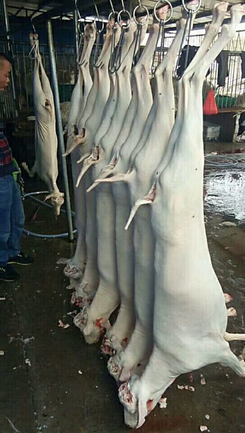 羊肉山羊肉否带骨