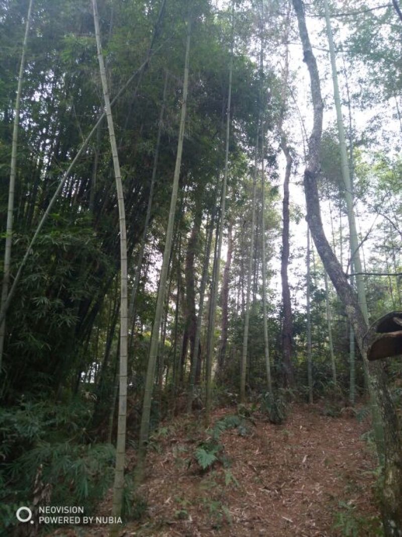 绿竹7~8m