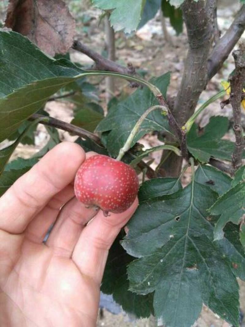 大果山楂苗根系完整免费提供种植技术指导