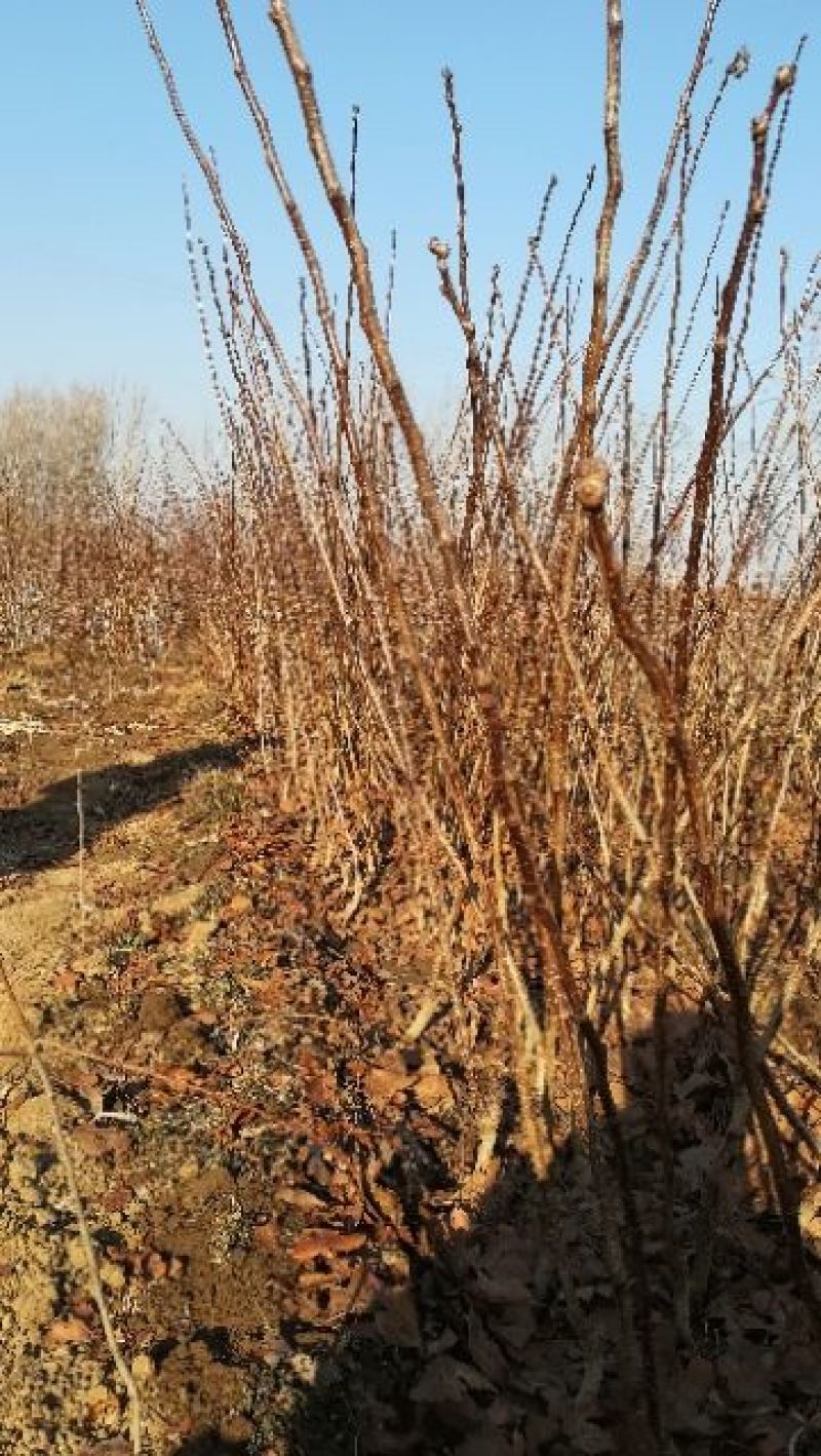 大果山楂苗根系完整免费提供种植技术指导