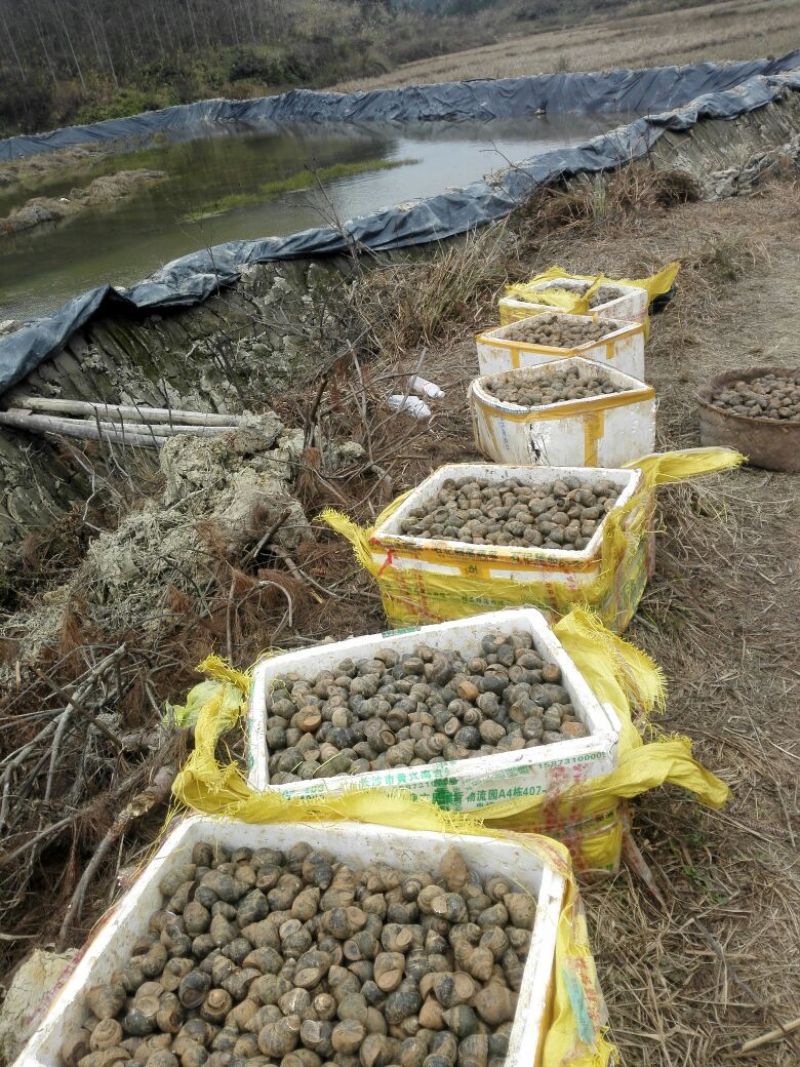 中华圆田螺食用鲜活