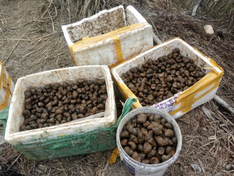 中华圆田螺食用鲜活